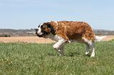 SAINT BERNARD 101